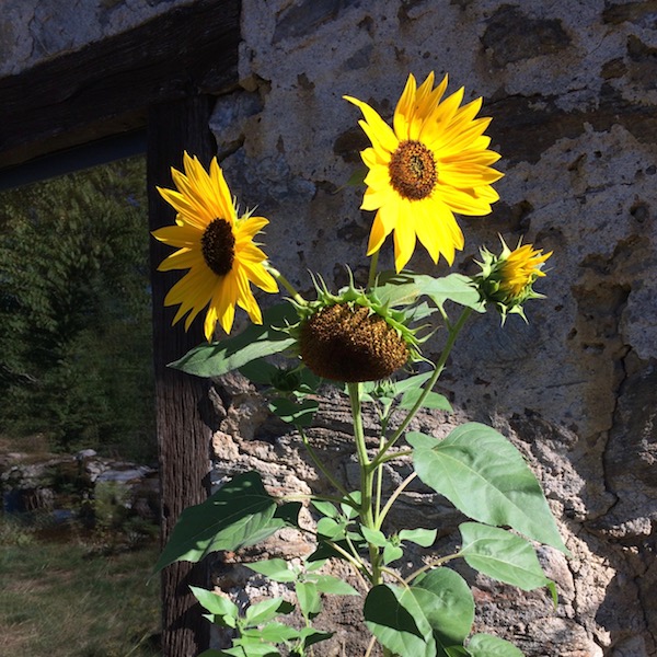 tournesol